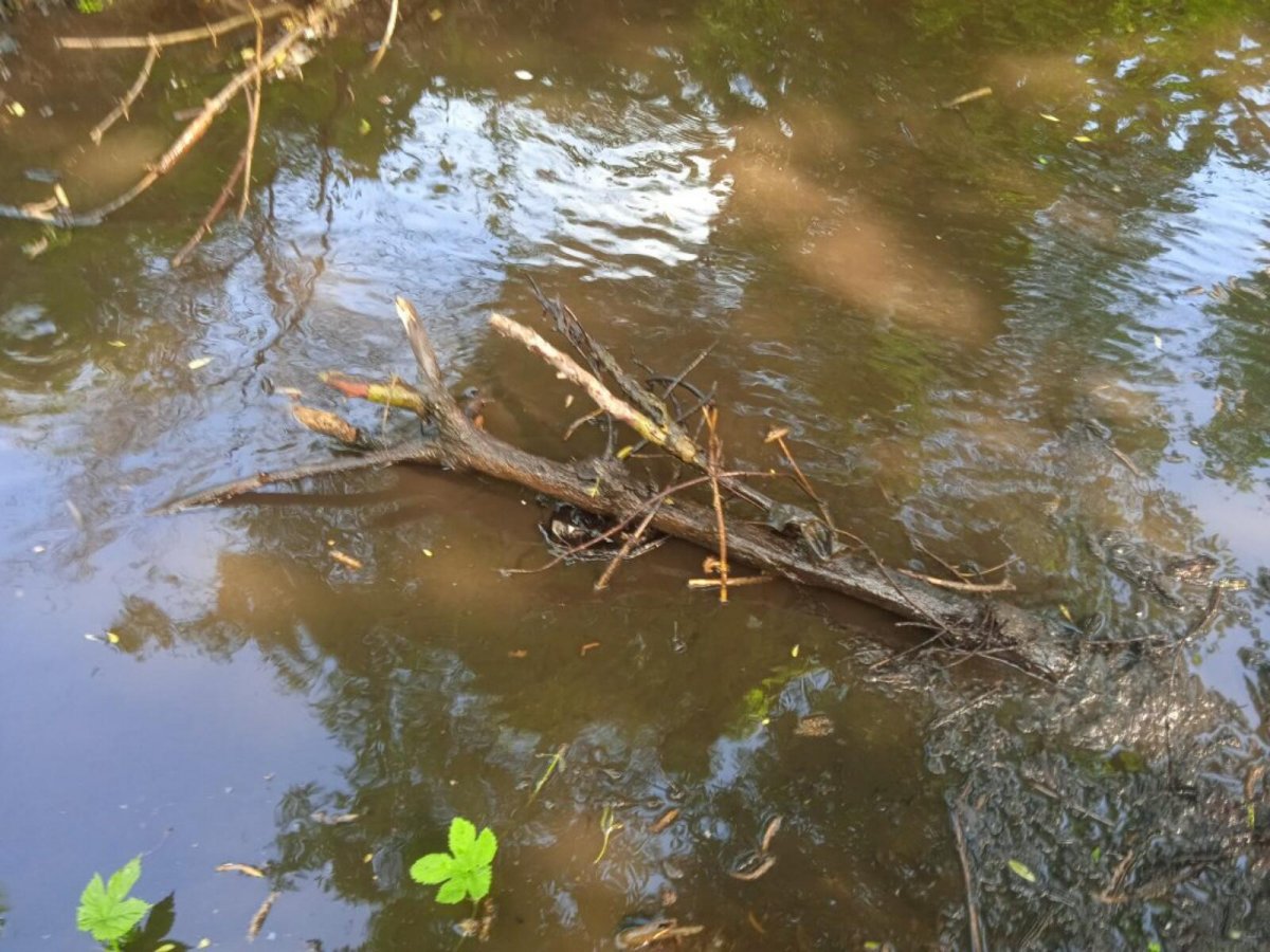 Вода в реке белая поднялась